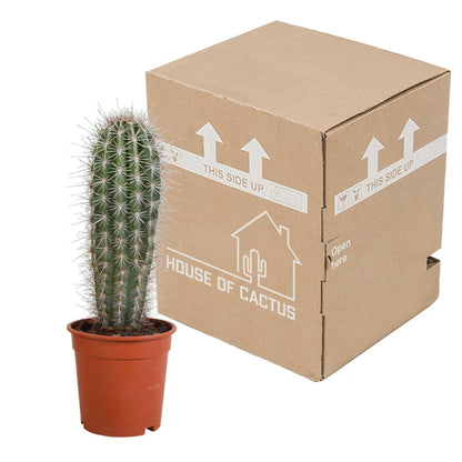 Pachycereus pringlei Elefantenpootcactus - ↕35cm - Ø9 - Sierplantenshop