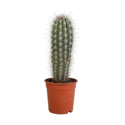Pachycereus pringlei Elefantenpootcactus - ↕35cm - Ø9 - Sierplantenshop