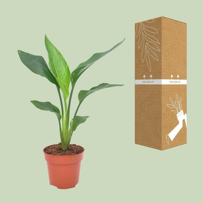 Paradijsvogelbloem ↕40cm - Ø12 - Sierplantenshop