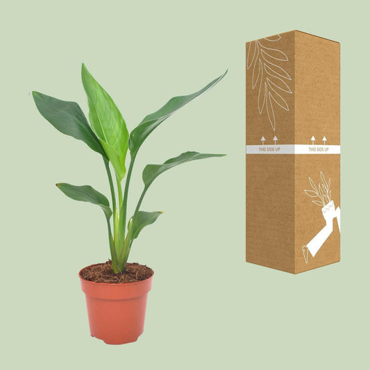 Paradijsvogelbloem ↕40cm - Ø12 - Sierplantenshop