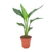 Paradijsvogelbloem ↕40cm - Ø12 - Sierplantenshop