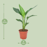 Paradijsvogelbloem ↕40cm - Ø12 - Sierplantenshop