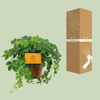 Parthenocissus Striata ↕20cm - Ø12 - Sierplantenshop