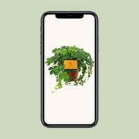 Parthenocissus Striata ↕20cm - Ø12 - Sierplantenshop