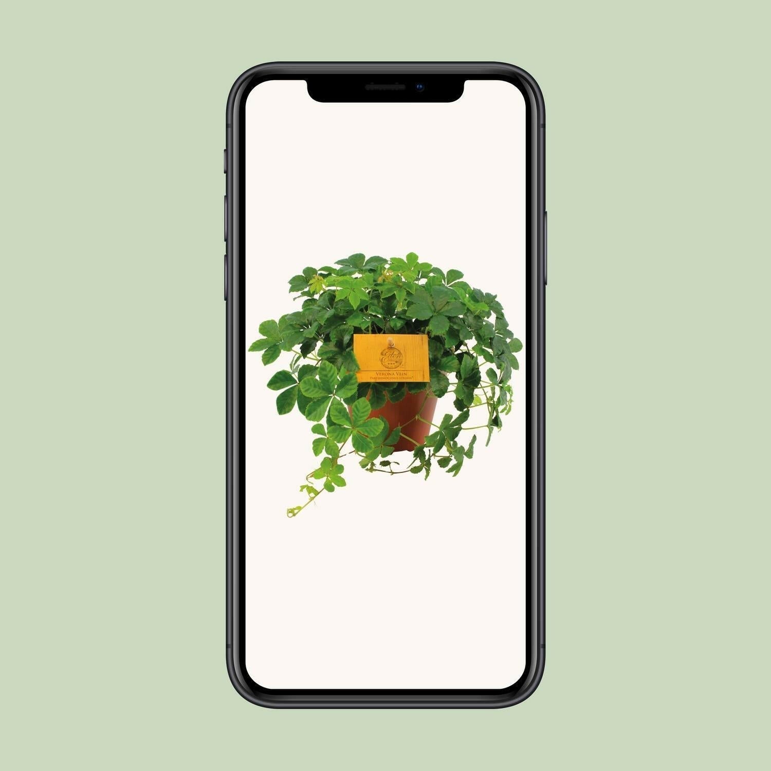 Parthenocissus Striata ↕20cm - Ø12 - Sierplantenshop