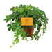 Parthenocissus Striata ↕20cm - Ø12 - Sierplantenshop