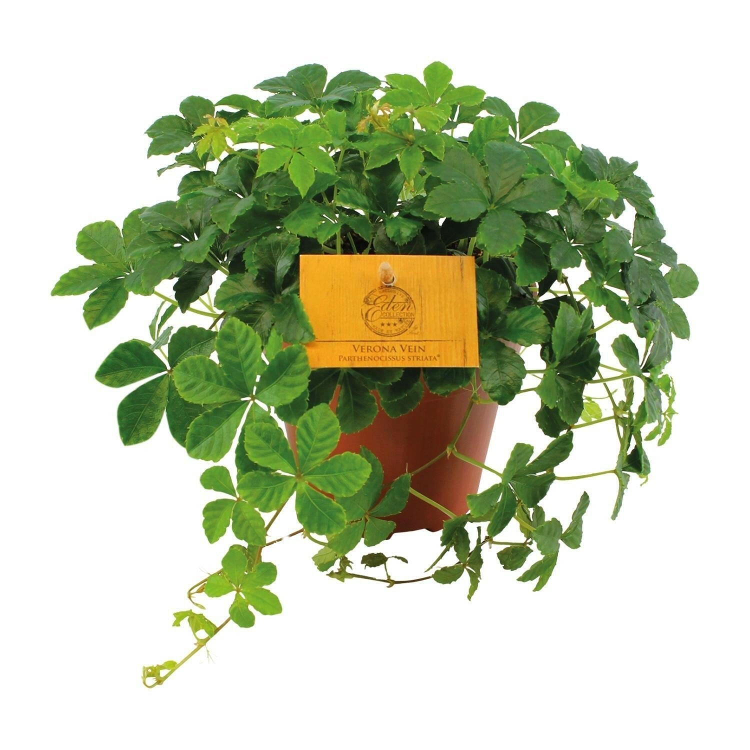Parthenocissus Striata ↕20cm - Ø12 - Sierplantenshop