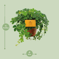 Parthenocissus Striata ↕20cm - Ø12 - Sierplantenshop