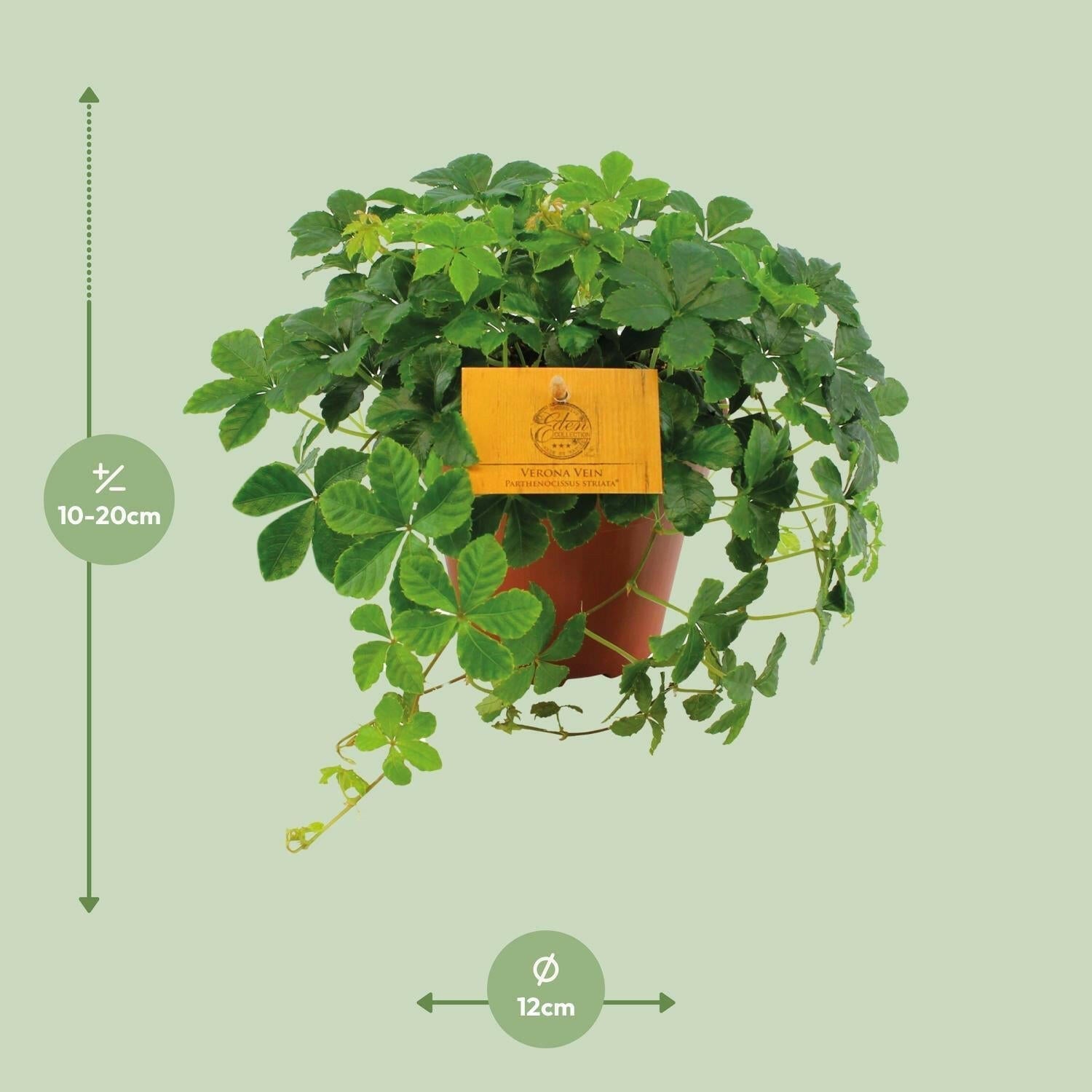 Parthenocissus Striata ↕20cm - Ø12 - Sierplantenshop