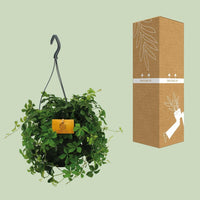Parthenocissus Striatha Hangplant - ↕15cm - Ø14 - Sierplantenshop