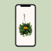 Parthenocissus Striatha Hangplant - ↕15cm - Ø14 - Sierplantenshop