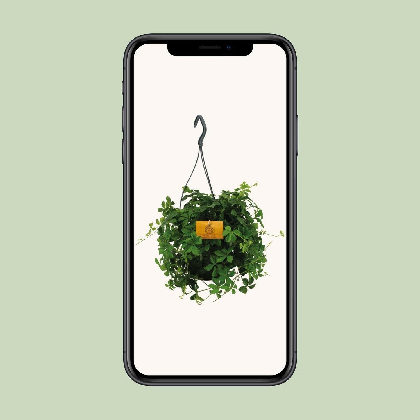 Parthenocissus Striatha Hangplant - ↕15cm - Ø14 - Sierplantenshop