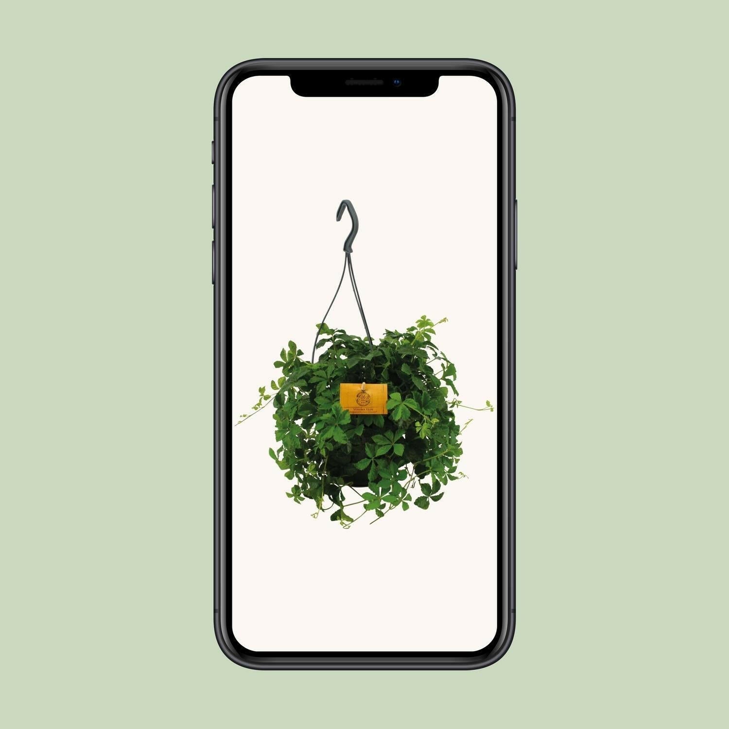 Parthenocissus Striatha Hangplant - ↕15cm - Ø14 - Sierplantenshop