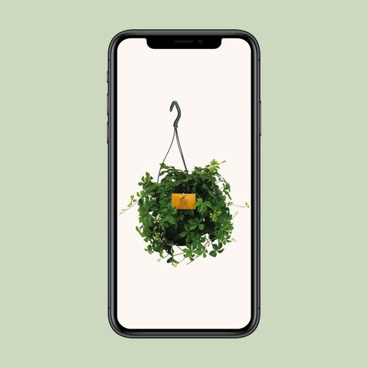 Parthenocissus Striatha Hangplant - ↕15cm - Ø14 - Sierplantenshop