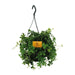 Parthenocissus Striatha Hangplant - ↕15cm - Ø14 - Sierplantenshop
