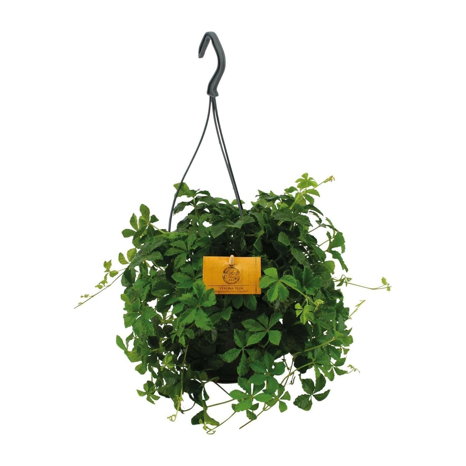 Parthenocissus Striatha Hangplant - ↕15cm - Ø14 - Sierplantenshop