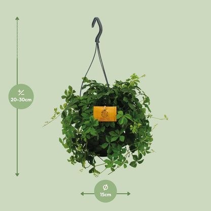 Parthenocissus Striatha Hangplant - ↕15cm - Ø14 - Sierplantenshop