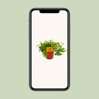 Peperomia Ang. Rocca Vivace - 15cm - Ø12 - Sierplantenshop