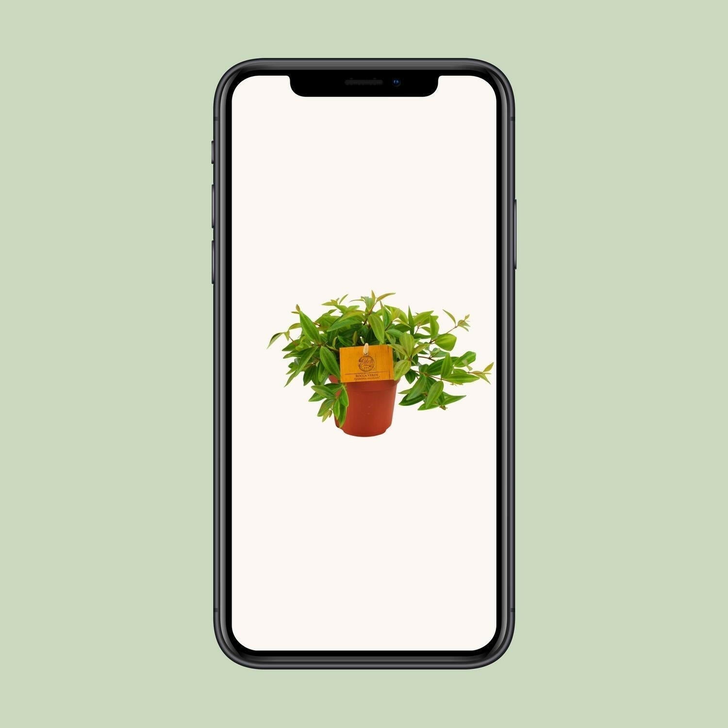 Peperomia Ang. Rocca Vivace - 15cm - Ø12 - Sierplantenshop