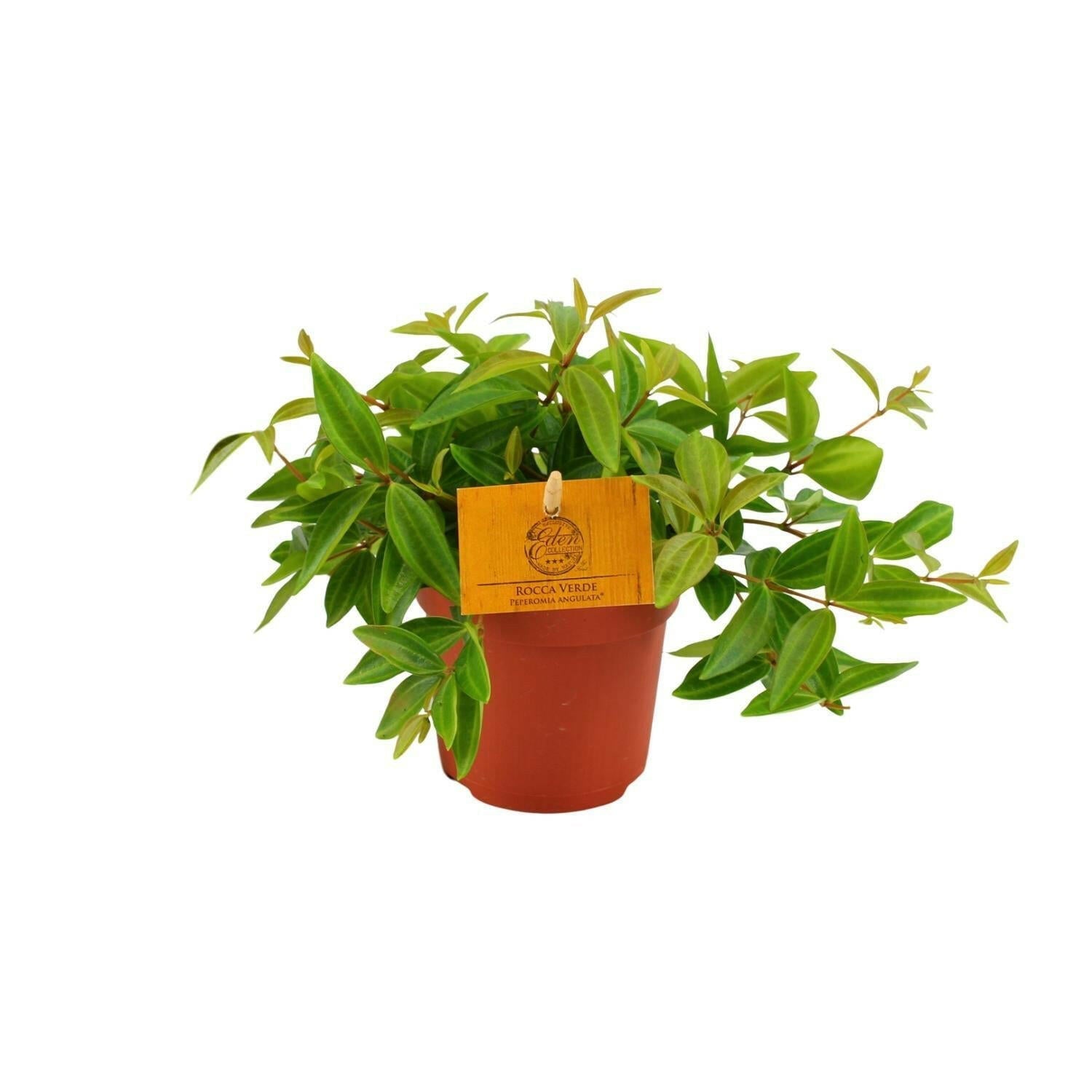 Peperomia Ang. Rocca Vivace - 15cm - Ø12 - Sierplantenshop