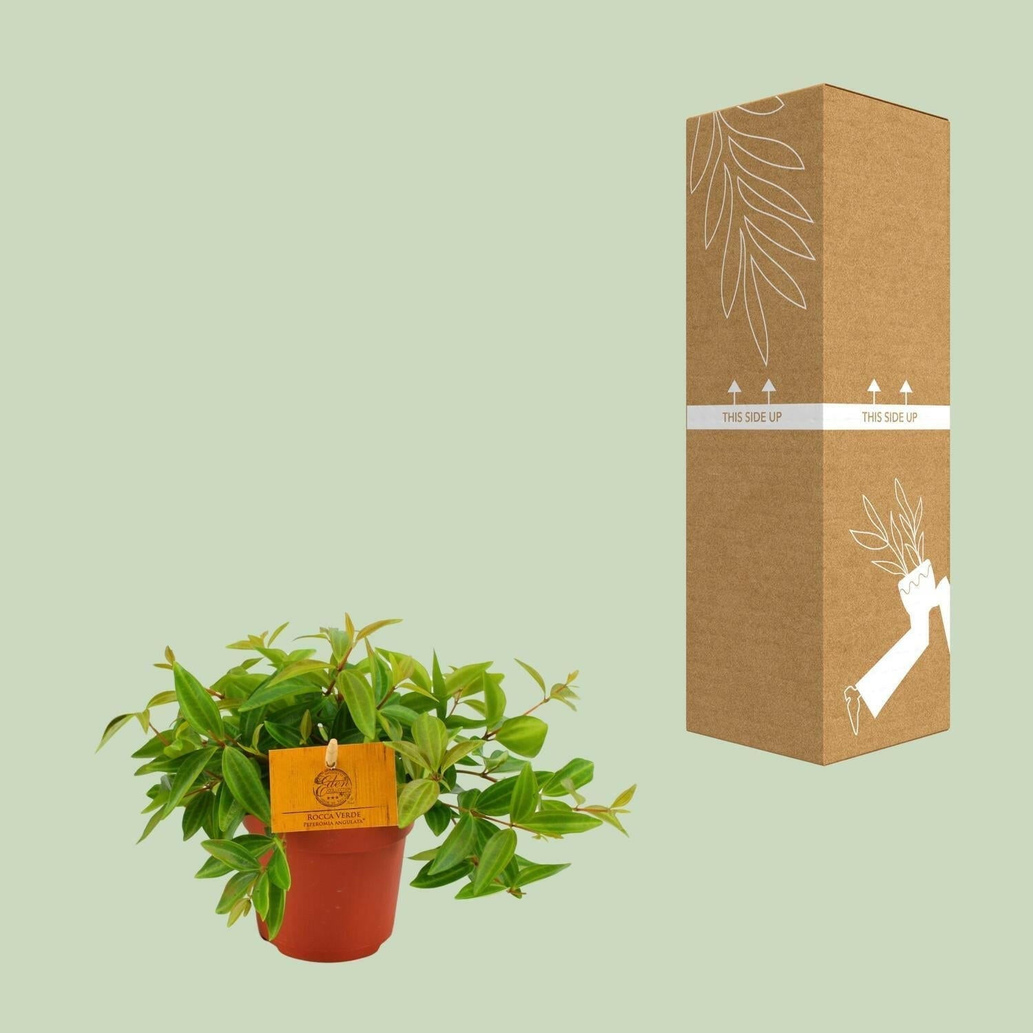 Peperomia Ang. Rocca Vivace - 15cm - Ø12 - Sierplantenshop