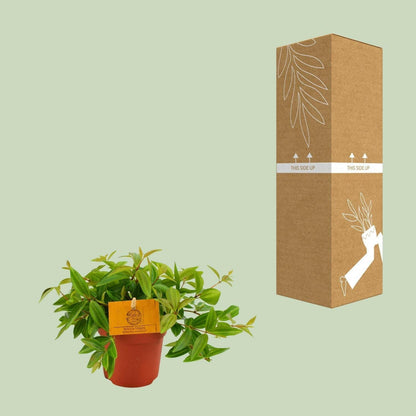 Peperomia Ang. Rocca Vivace - 15cm - Ø12 - Sierplantenshop