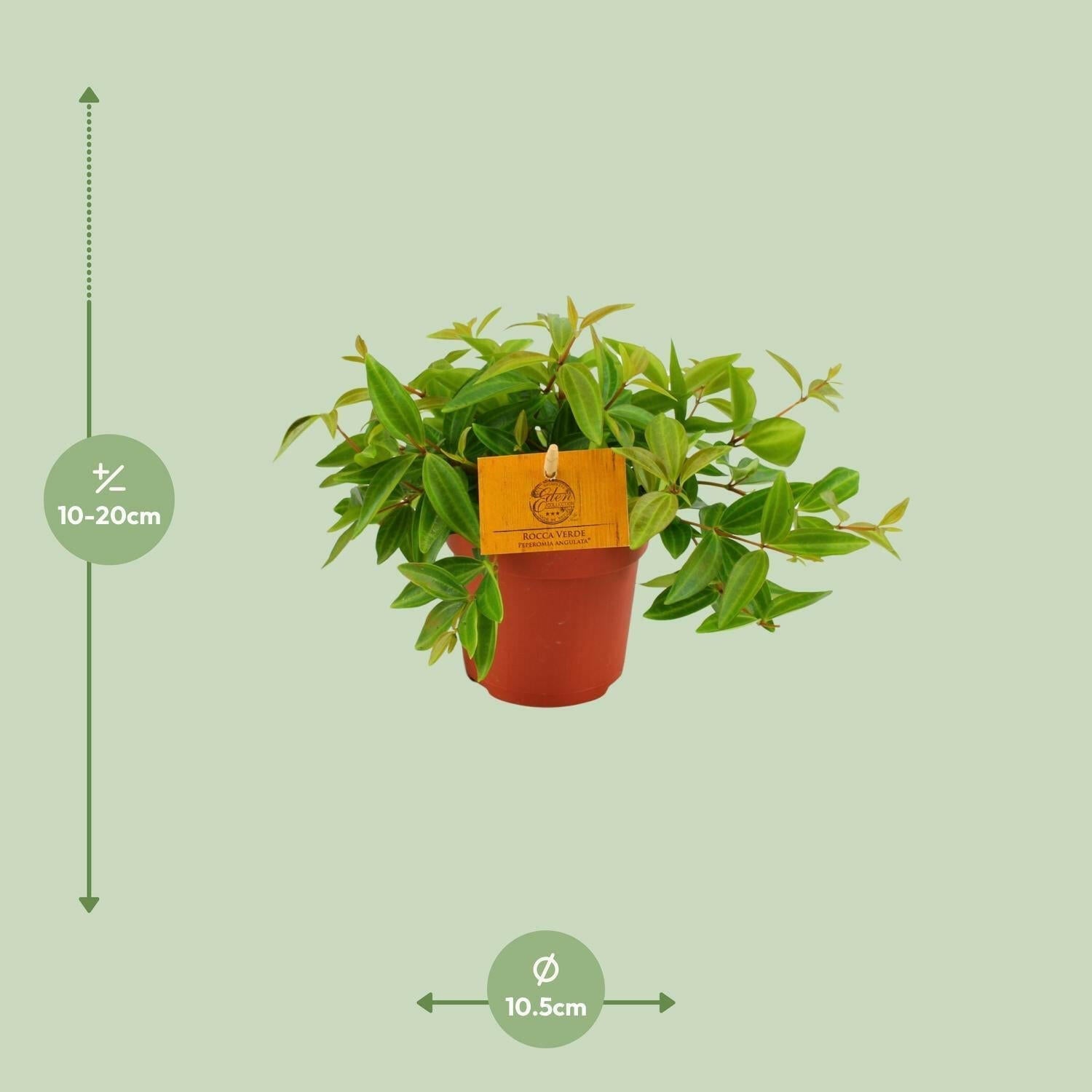 Peperomia Ang. Rocca Vivace - 15cm - Ø12 - Sierplantenshop