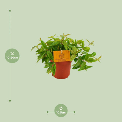 Peperomia Ang. Rocca Vivace - 15cm - Ø12 - Sierplantenshop