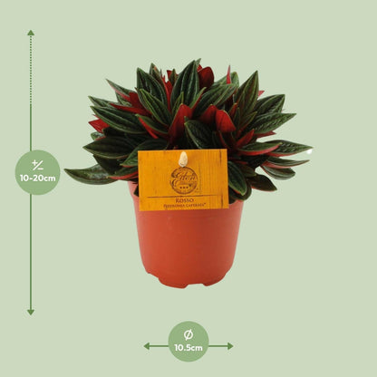Peperomia Caperata Rosso - ↕15cm - Ø12 - Sierplantenshop