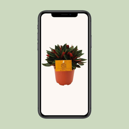 Peperomia Caperata Rosso - ↕15cm - Ø12 - Sierplantenshop