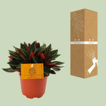 Peperomia Caperata Rosso - ↕15cm - Ø12 - Sierplantenshop
