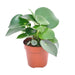 Peperomia Druppelplant - ↕20cm - Ø12 - Sierplantenshop