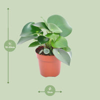 Peperomia Druppelplant - ↕20cm - Ø12 - Sierplantenshop