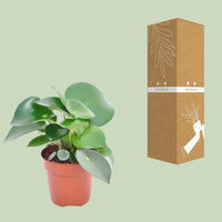 Peperomia Druppelplant - ↕20cm - Ø12 - Sierplantenshop