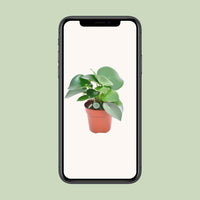 Peperomia Druppelplant - ↕20cm - Ø12 - Sierplantenshop