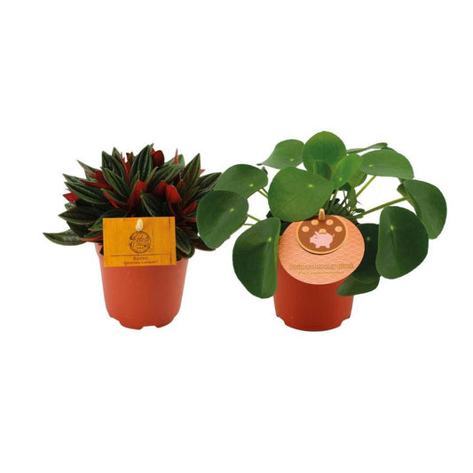 Peperomia Duo Rosso/Pilea Peperomioides - 2 stuks - ↕15cm - Ø10 - Sierplantenshop