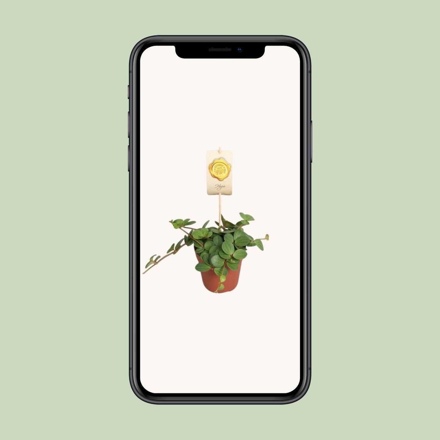 Peperomia Hope - Compacte Sierplant - ↨25cm - Ø12 - Sierplantenshop
