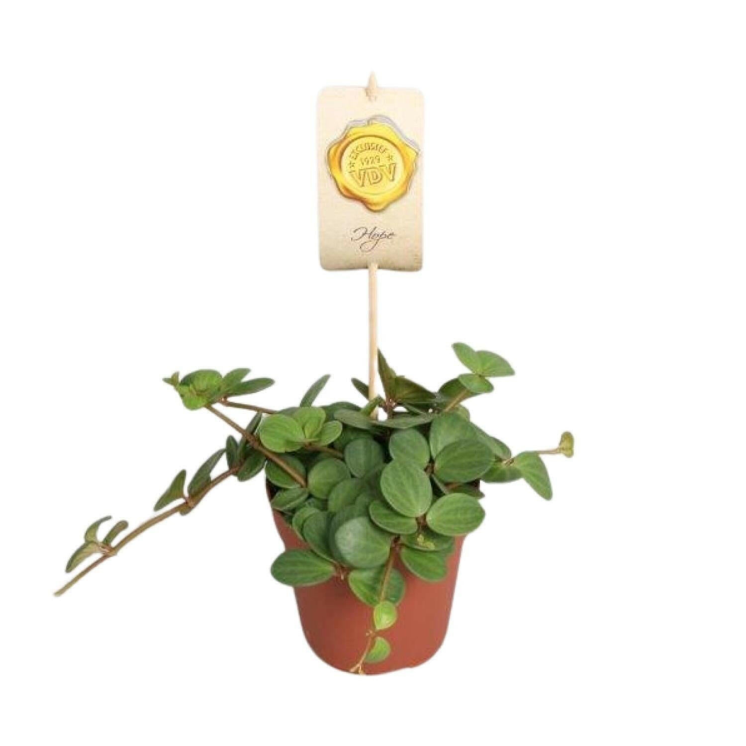 Peperomia Hope - Compacte Sierplant - ↨25cm - Ø12 - Sierplantenshop