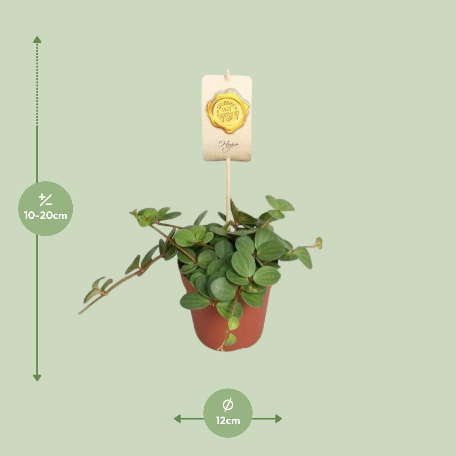 Peperomia Hope - Compacte Sierplant - ↨25cm - Ø12 - Sierplantenshop