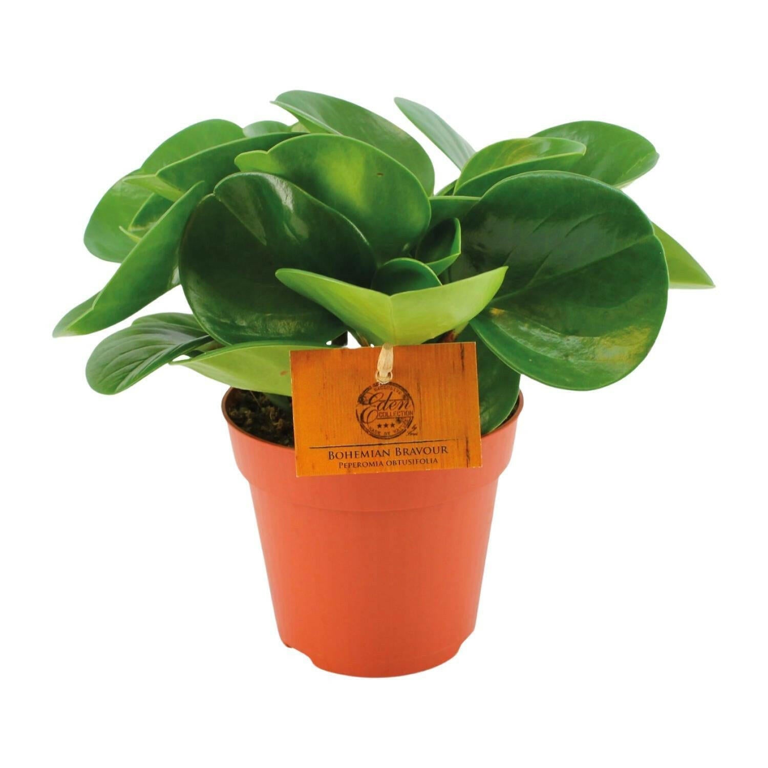 Peperomia Obtusifolia - ↕20cm - Ø12 - Sierplantenshop