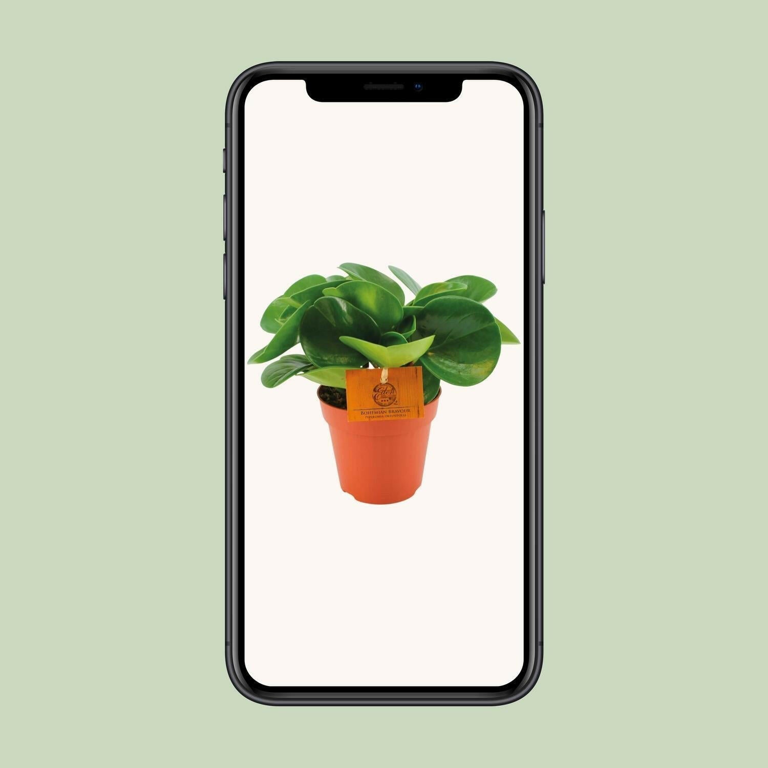 Peperomia Obtusifolia - ↕20cm - Ø12 - Sierplantenshop