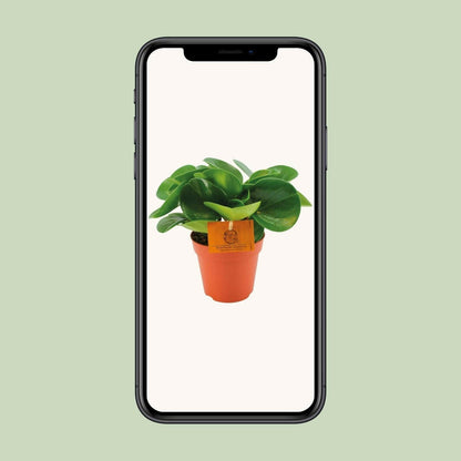 Peperomia Obtusifolia - ↕20cm - Ø12 - Sierplantenshop