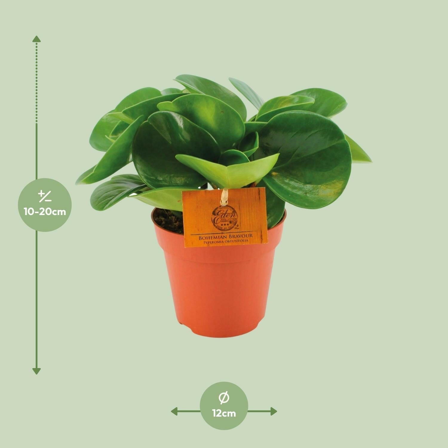 Peperomia Obtusifolia - ↕20cm - Ø12 - Sierplantenshop