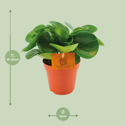 Peperomia Obtusifolia - ↕20cm - Ø12 - Sierplantenshop