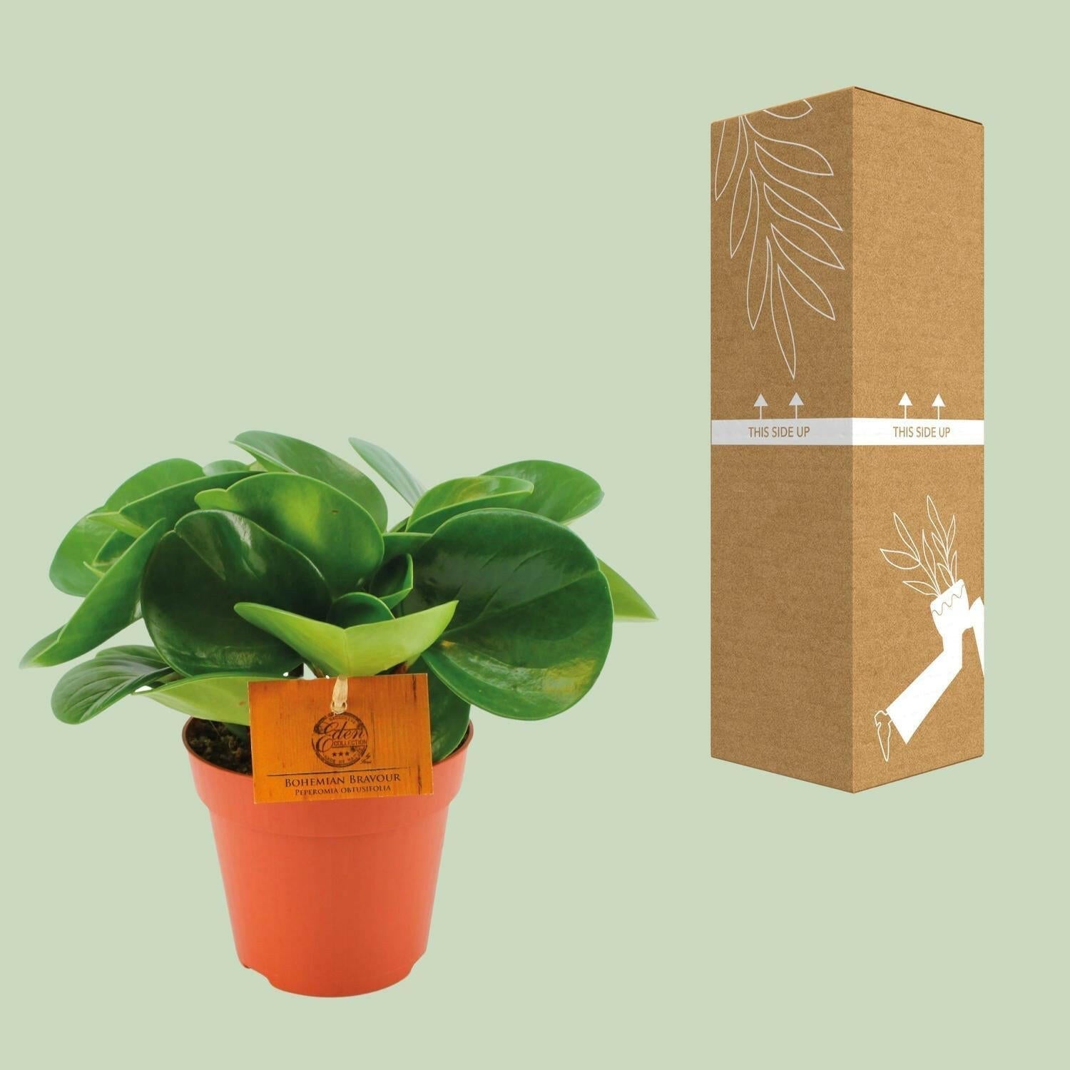 Peperomia Obtusifolia - ↕20cm - Ø12 - Sierplantenshop