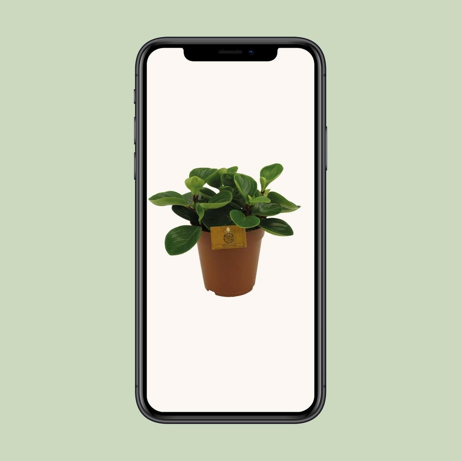 Peperomia Red Canyon - ↨25cm - Ø14 - Sierplantenshop
