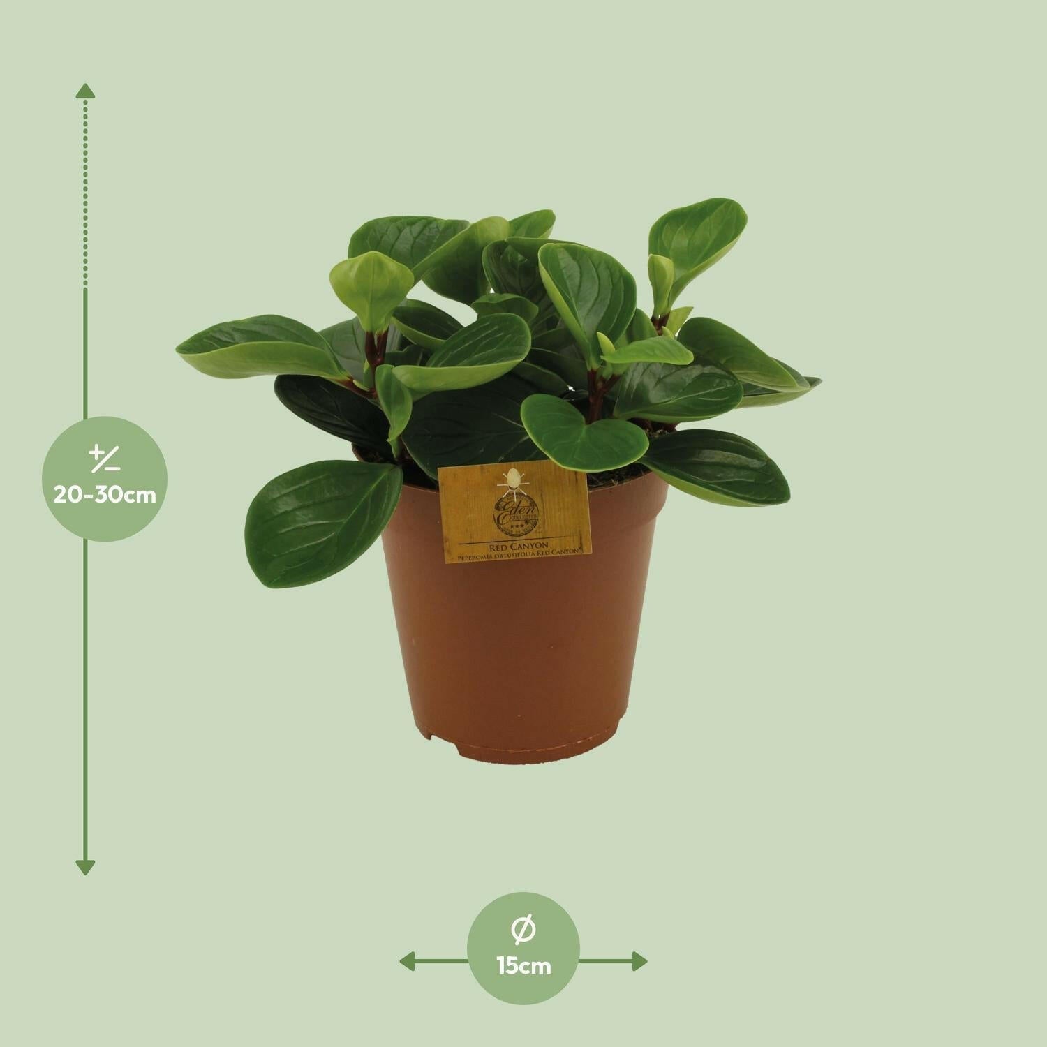 Peperomia Red Canyon - ↨25cm - Ø14 - Sierplantenshop
