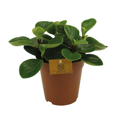 Peperomia Red Canyon - ↨25cm - Ø14 - Sierplantenshop