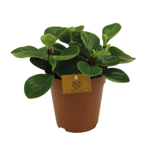 Peperomia Red Canyon - ↨25cm - Ø14 - Sierplantenshop