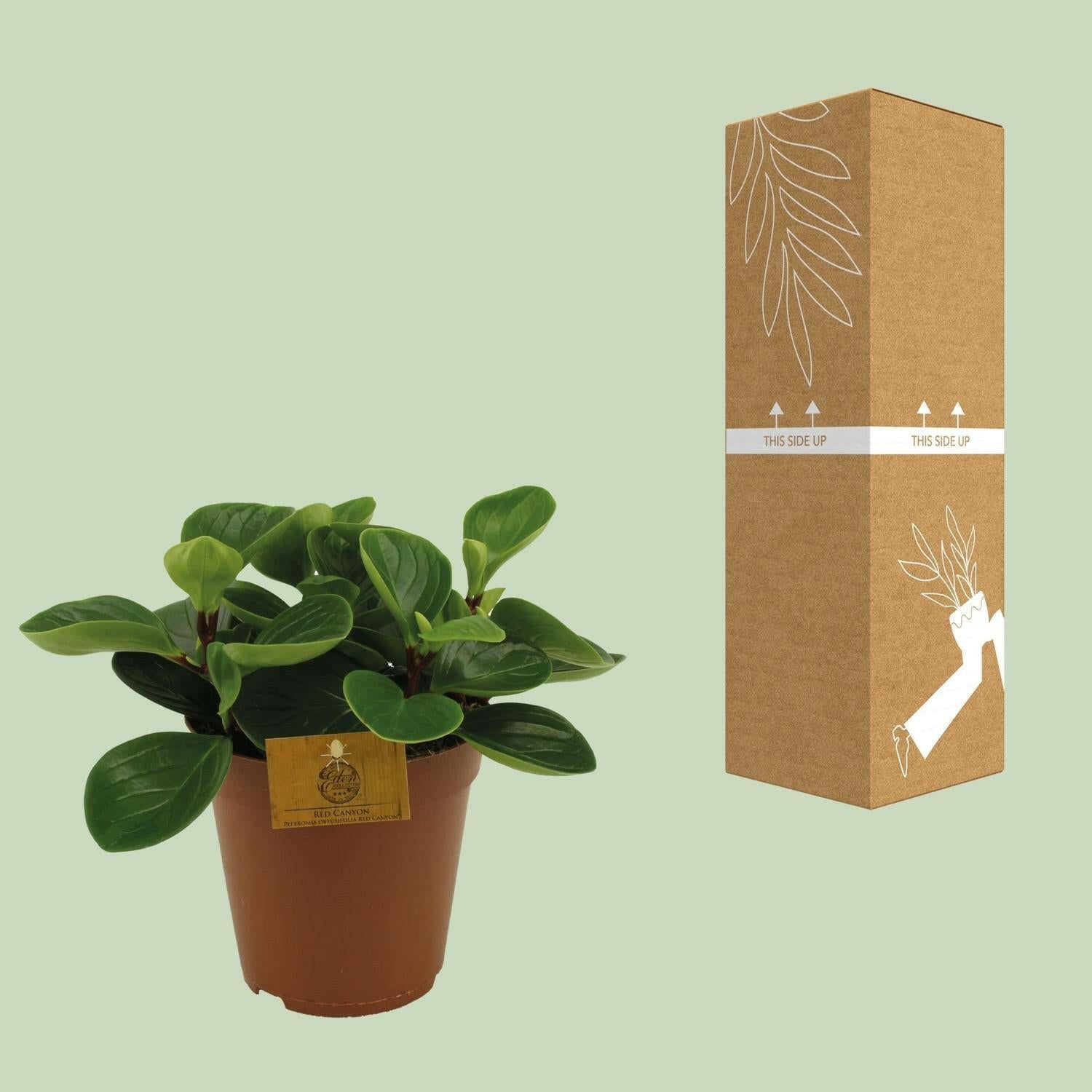 Peperomia Red Canyon - ↨25cm - Ø14 - Sierplantenshop